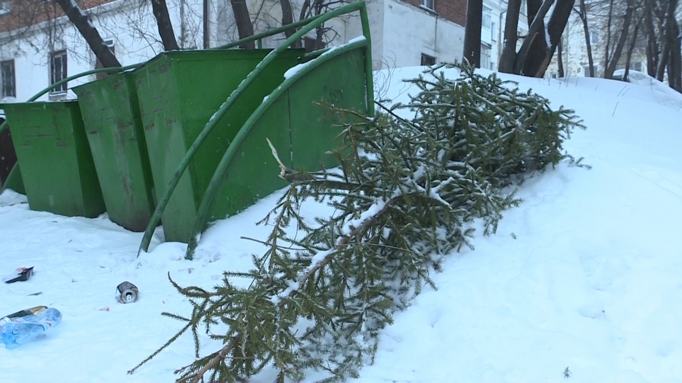 Несколько советов от специалистов компании «ЭкоТек», как утилизировать живую ель