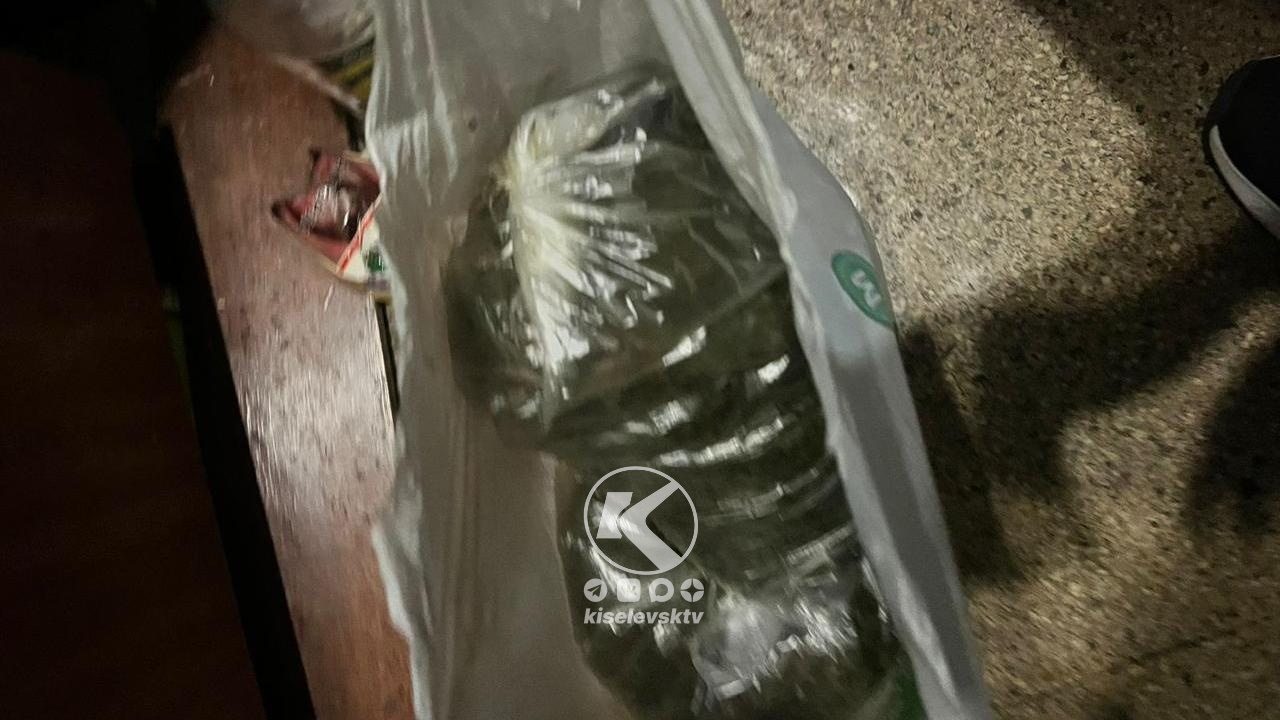 В Киселевске сотрудники полиции изъяли у местного жителя крупную партию марихуаны