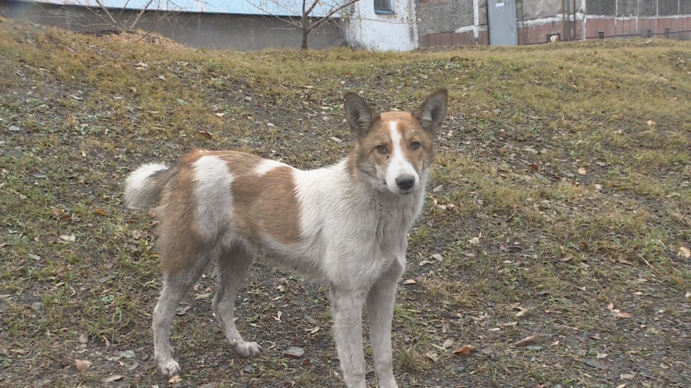 Кто в ответе за бездомных собак?