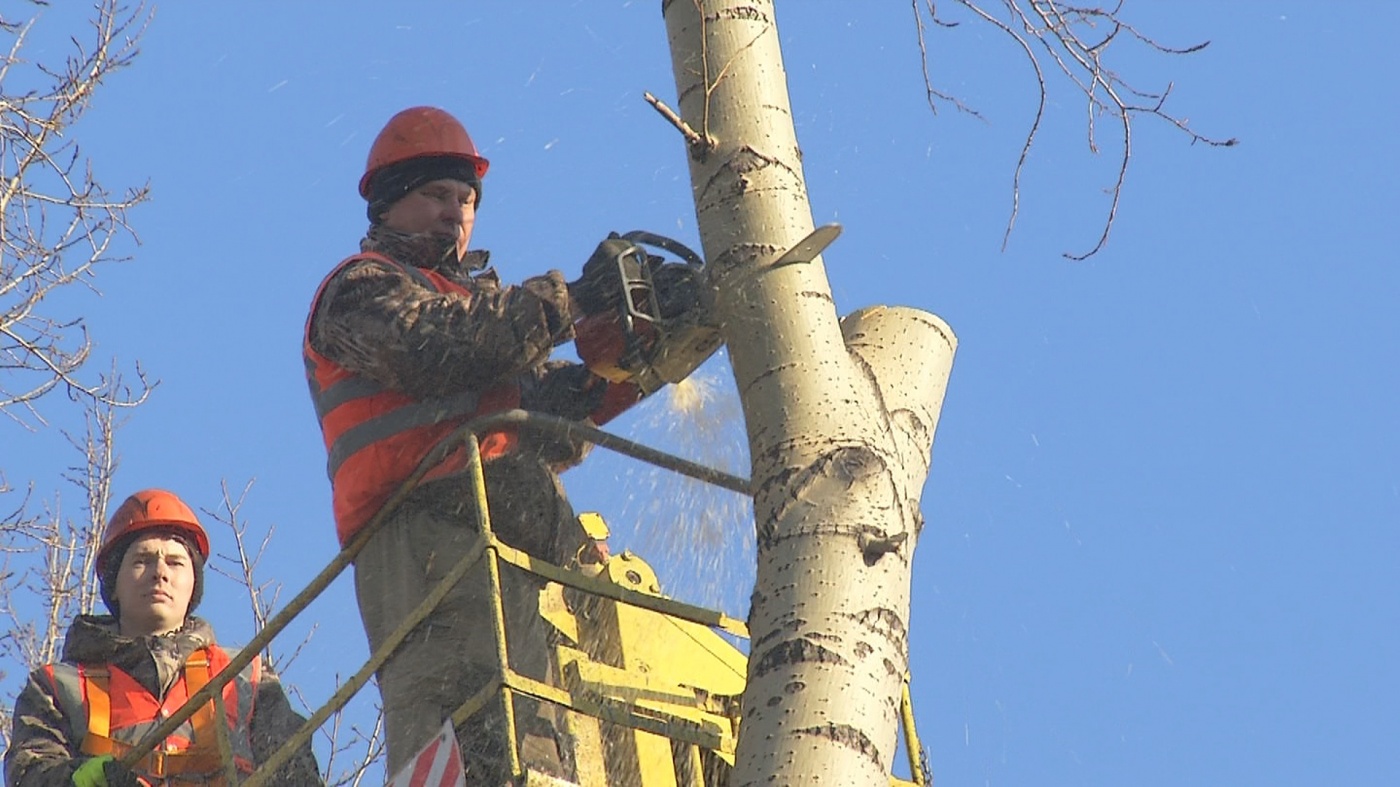 В Киселевске по просьбам жителей выполняется опиловка тополей 