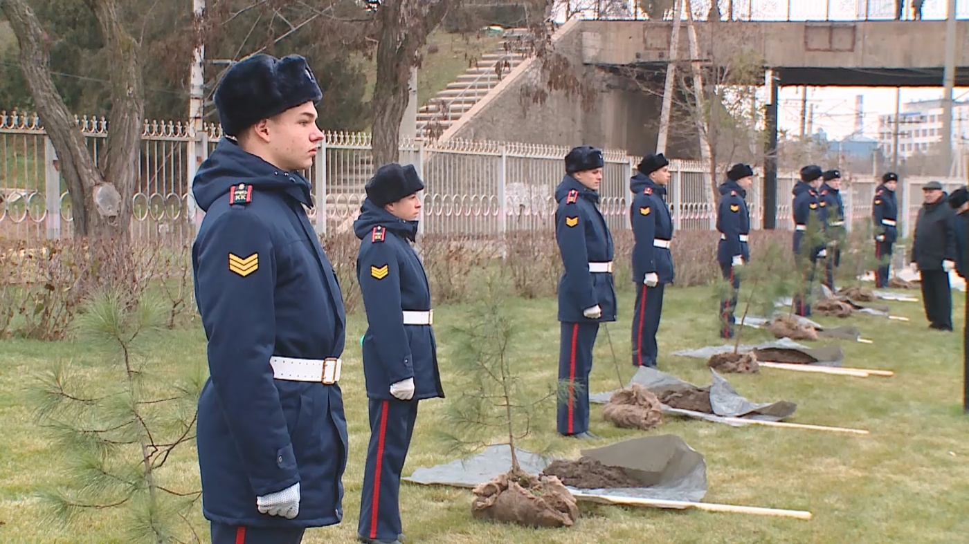 Кузбасские кедры высадили в Волгограде