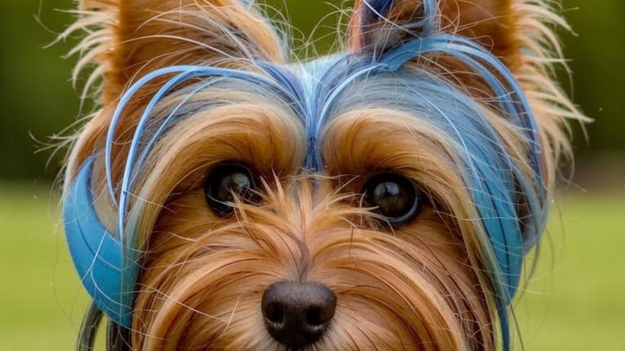 Киселевчанку обманули мошенники при покупке милой собачки