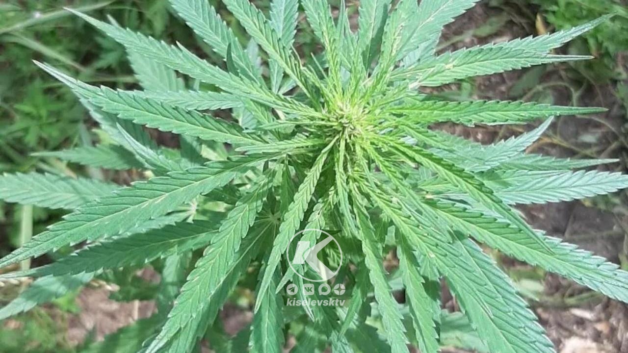 В Киселевске будут судить местного жителя, который хранил у себя в гараже марихуану