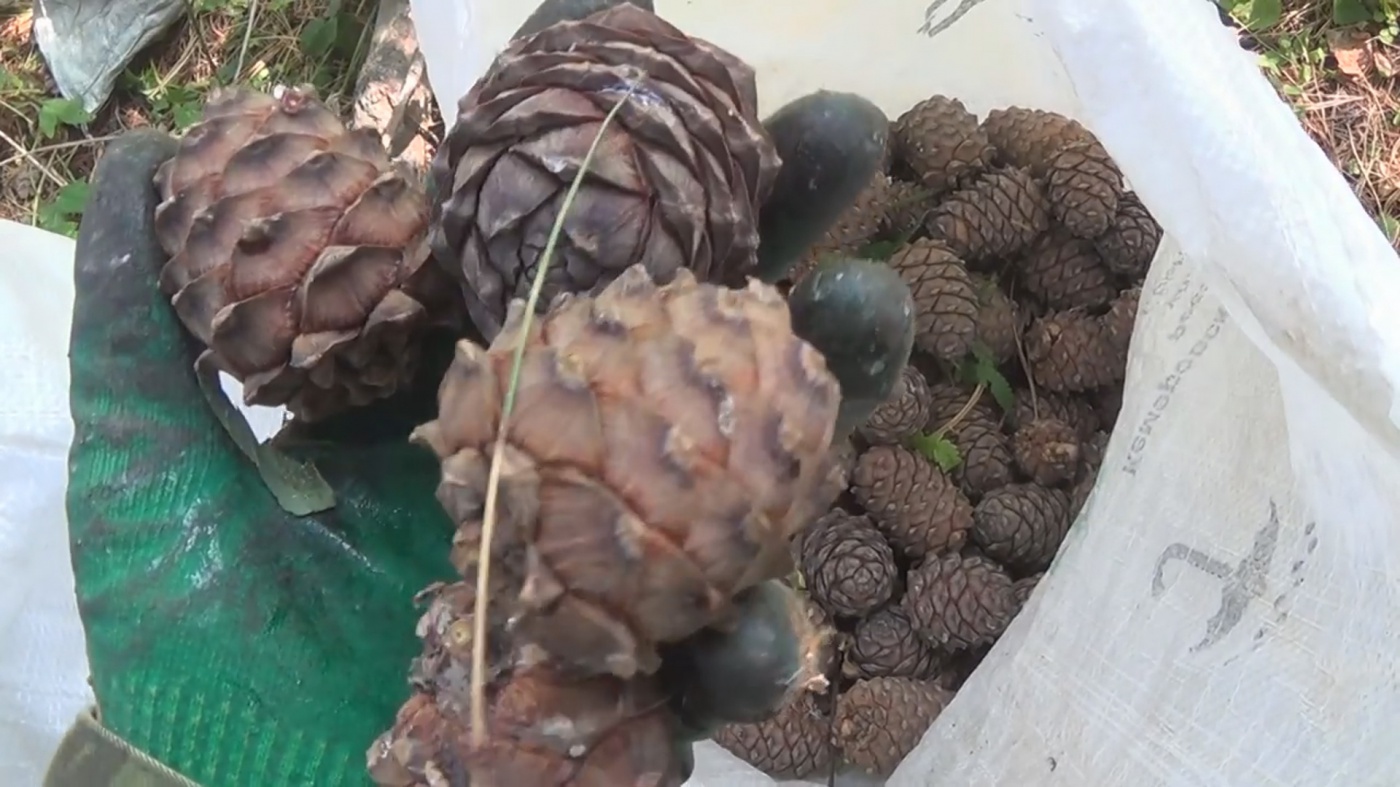 В Кузбассе разрешили сбор кедрового ореха для собственных нужд жителей 