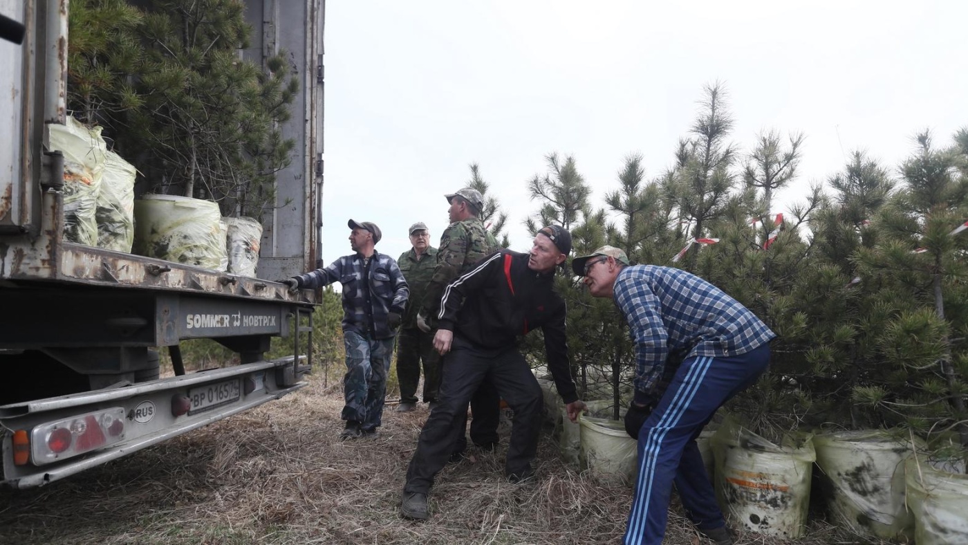 По поручению Сергея Цивилева из Кузбасса в Курскую область отправлены 320 саженцев кедра