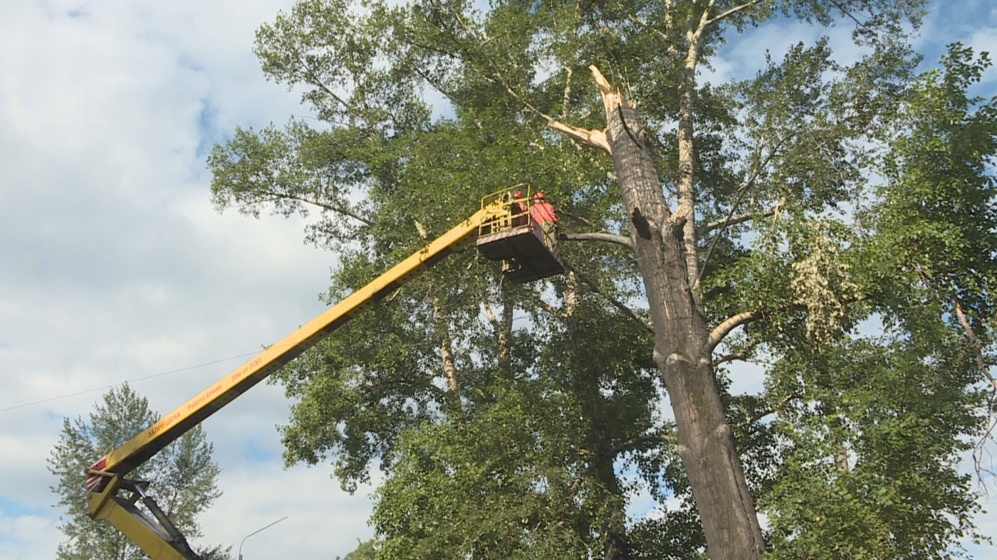 На улице Землячки приступили к ликвидации аварийных деревьев