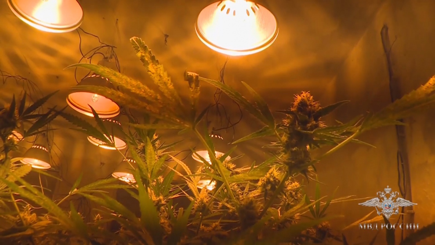 В Киселевске осудили местного жителя за незаконное хранение крупной партии марихуаны