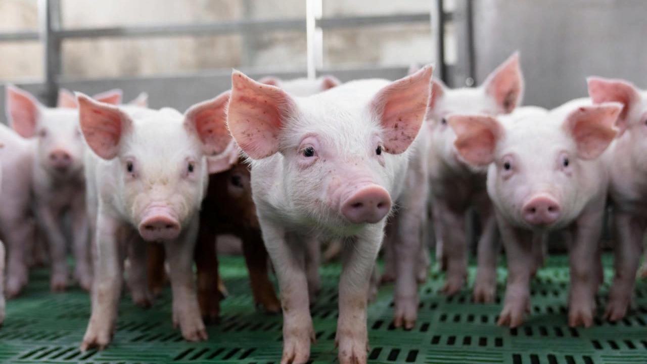 Сергей Цивилев: нацпроект поможет животноводам Кузбасса производить больше продукции