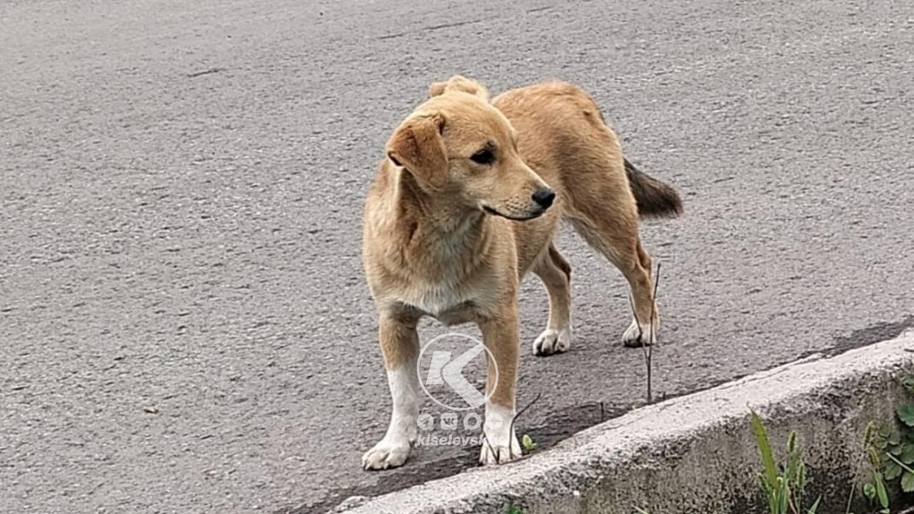 "В Киселевске отстреливают бездомных собак из огнестрельного оружия". Так ли это? 